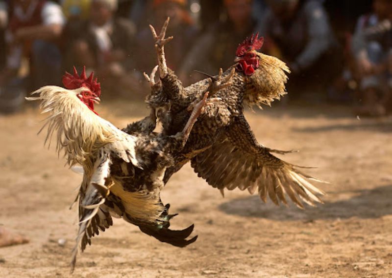 Gà đá cựa dao