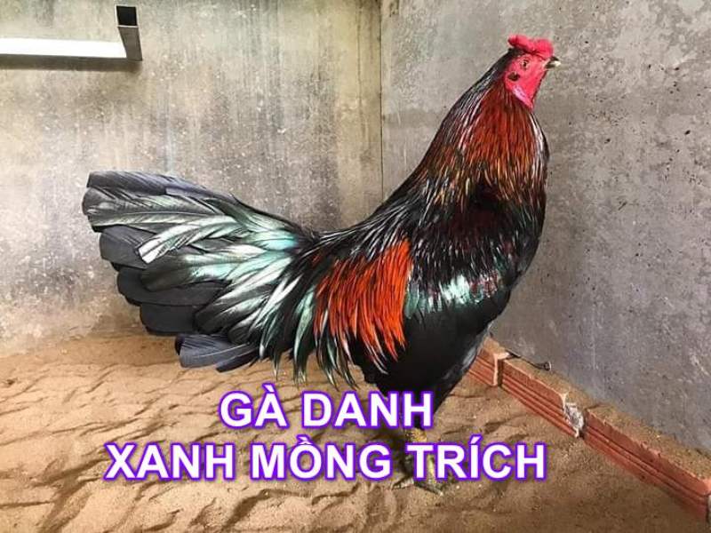 Gà xanh mồng trích của anh Cọp