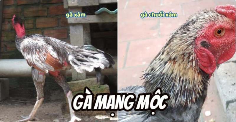 Màu mạng gà mệnh Mộc