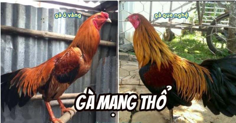 Màu mạng gà mệnh Thổ