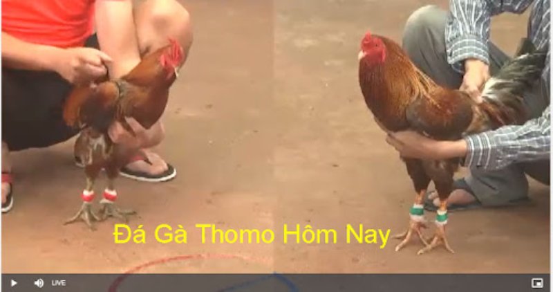Trận gà Thomo được phát lại liên tục