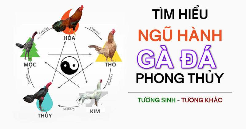 Tương sinh tương khắc khi xem màu mạng gà